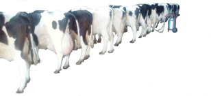 Holstein Buzağalı Süt İneği Satışlarımızda Kampanya Yaptık...